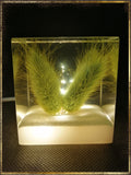 Resin Cube | Night Light Cube - Bunny Tail - Green